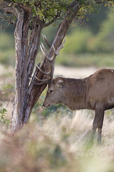 Red Deer