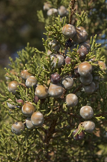 Phoenician juniper