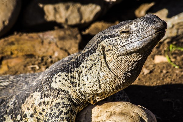 Monitor lizard