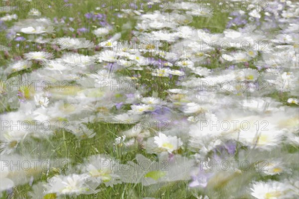 Blur experiment on a flowering meadow in summer