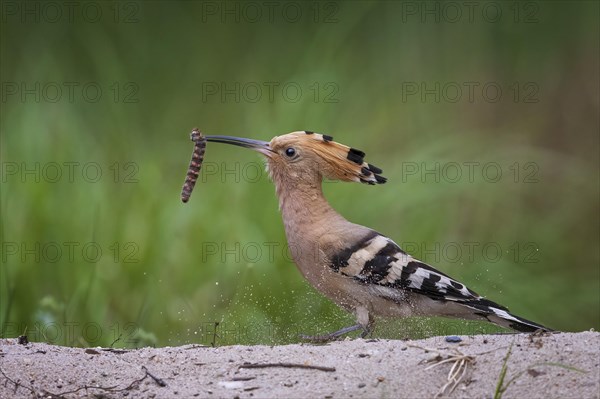 Hoopoe