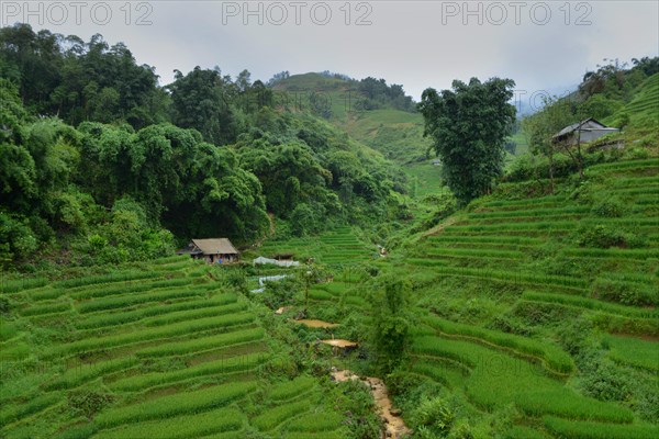 Rice fields