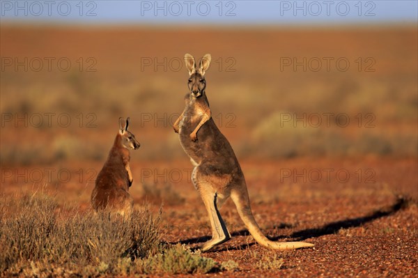 Red Kangaroo