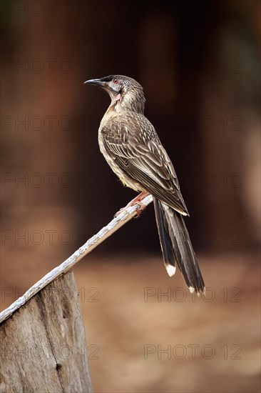 Red Wattlebird