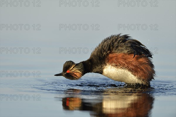 Black-necked Grebe