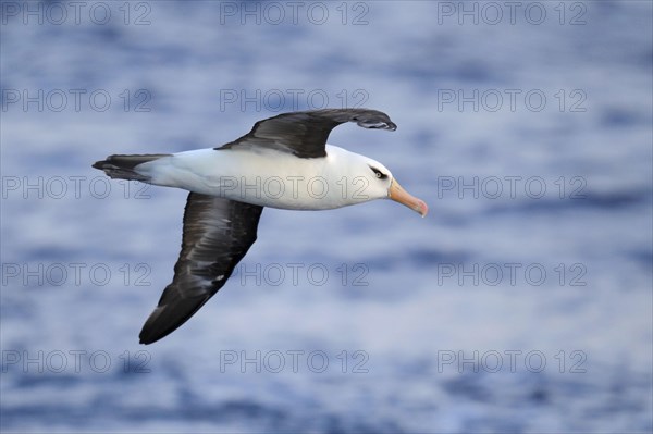 Campbell's albatross