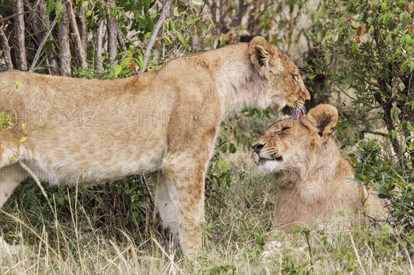 Masai Lion