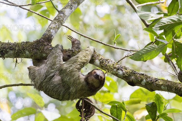 Brown-throated Three-toed Sloth