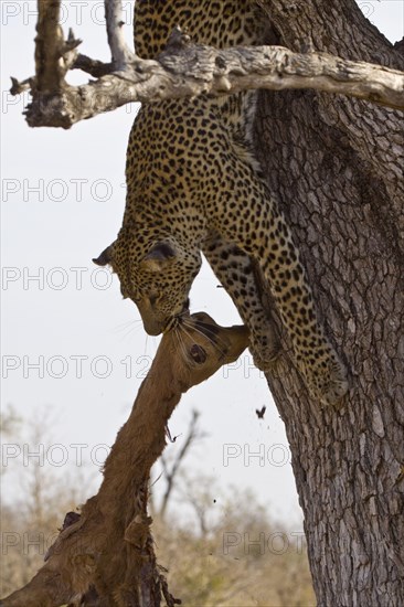 Pardus leopard niche leopards