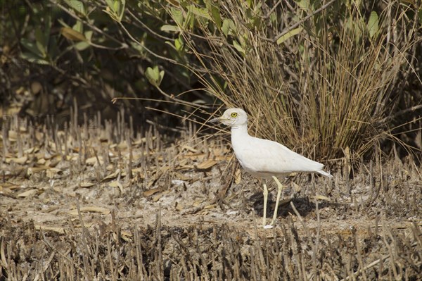 Senegalese senegal thick-knee