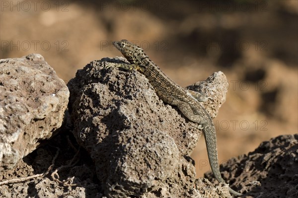 Tropidurus albemarlensis