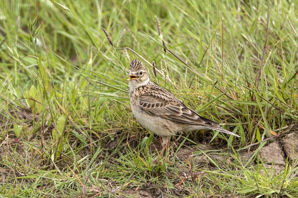 Skylark