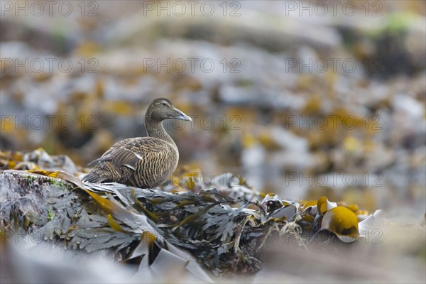 Common Eider