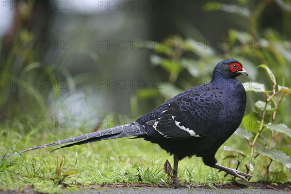 Mikado pheasant