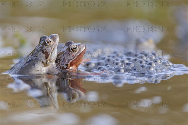 Common Frog