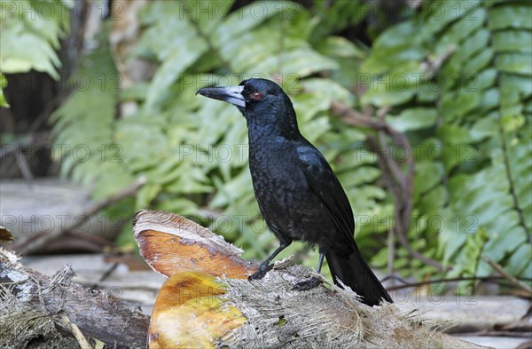 Black Butcherbird