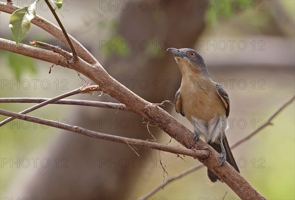 Northern Puffback