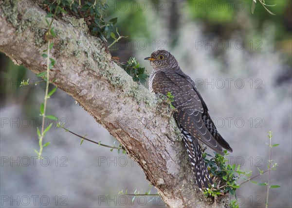 Common Cuckoo