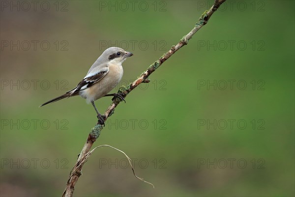 Steppe Grey Shrike