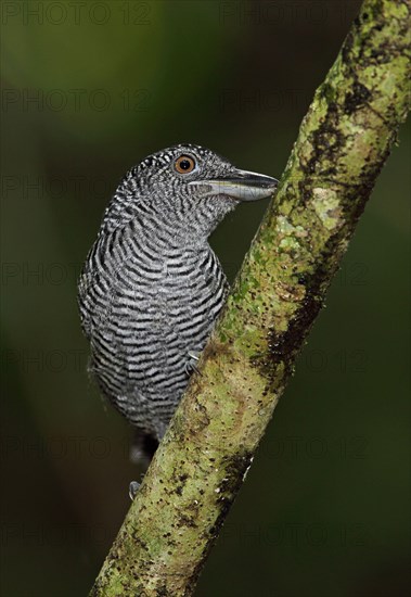 Fasciated Antshrike