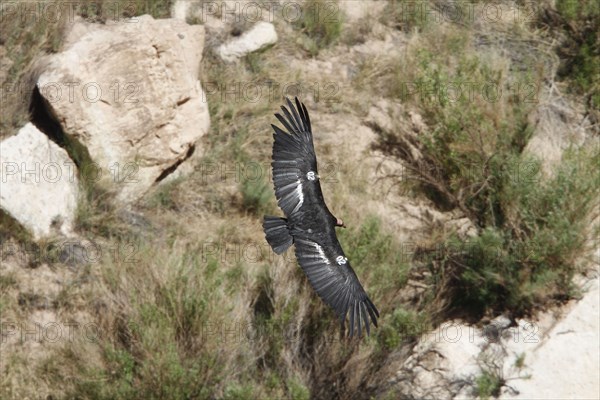 California Condor