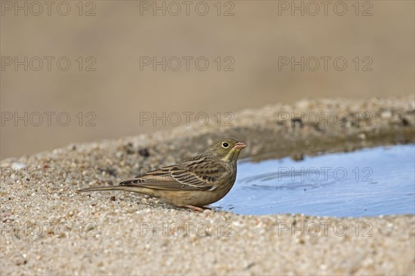 Ortolan Bunting