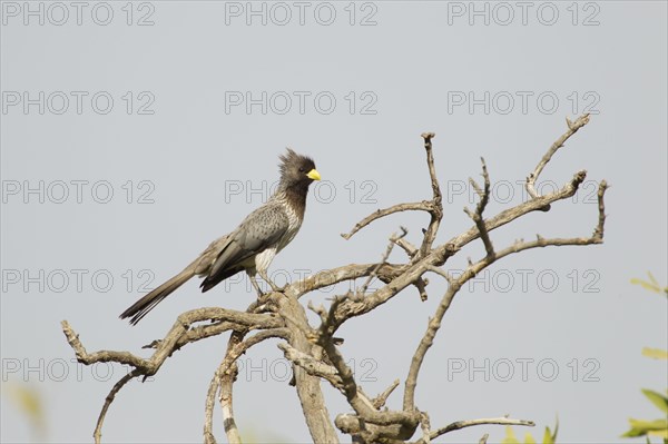 Black-tailed Screamer