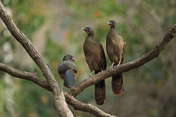 Rufous-vented chachalaca