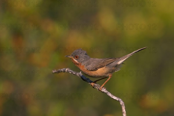 Subalpine Warbler