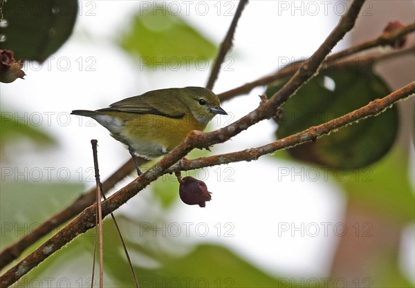 White Euphonia