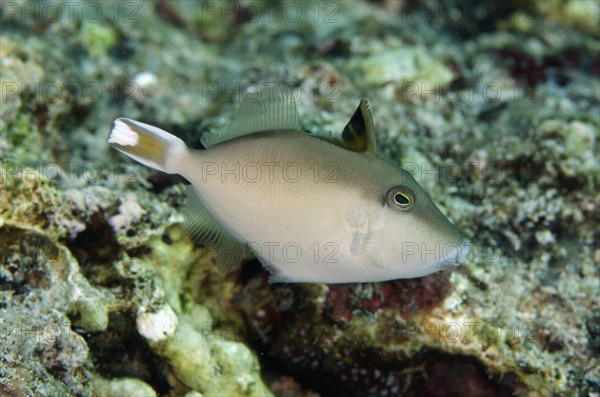 Flagtail triggerfish