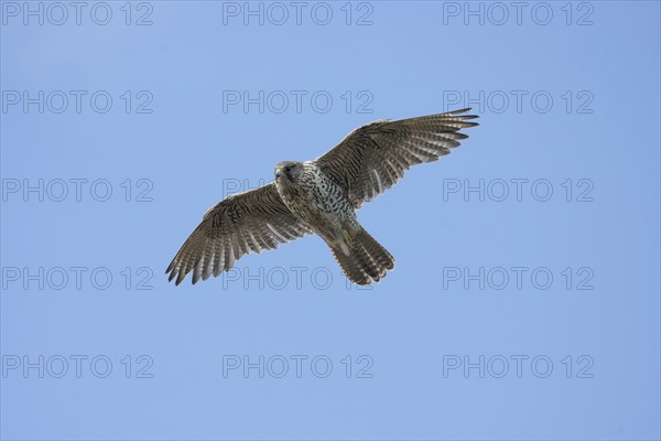 Gyrfalcon