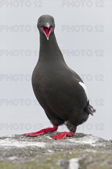 Black guillemot