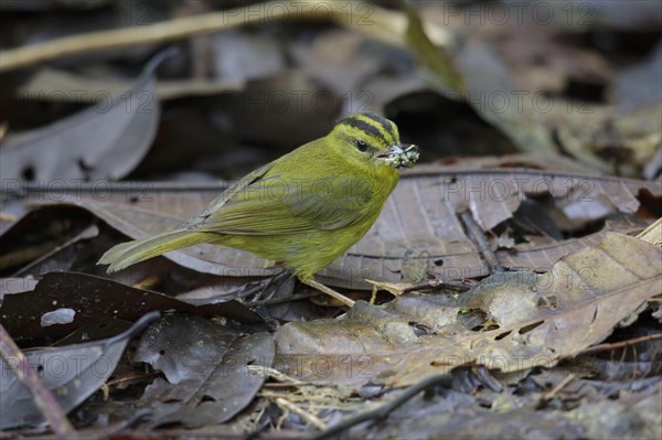 Three-striped warbler