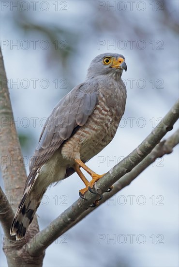 Roadside Hawk