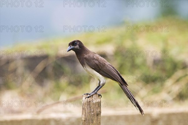 Brown Jay