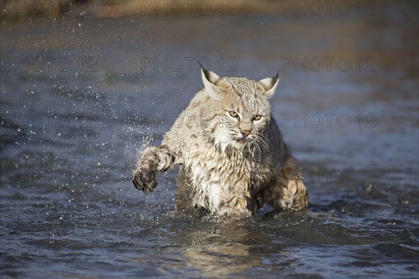 Bobcat