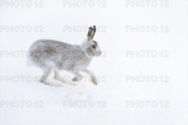 Mountain Hare