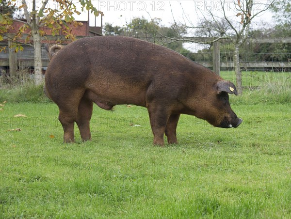 Duroc pig