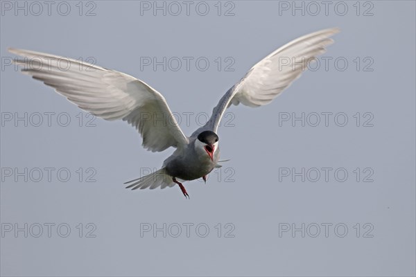 Whiskered Tern