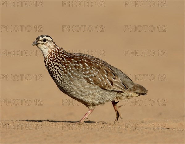 Crested Francolin