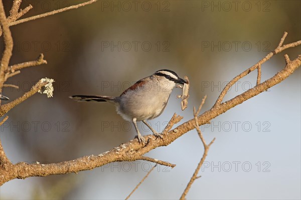 Black-crowned Tchagra