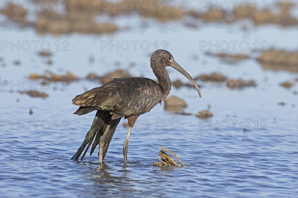 Glossy Ibis