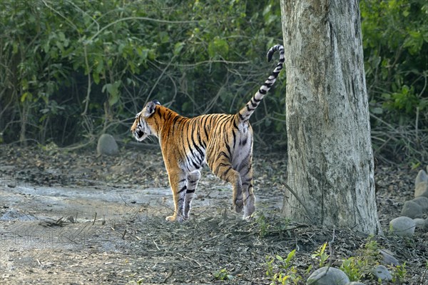 Bengal tiger