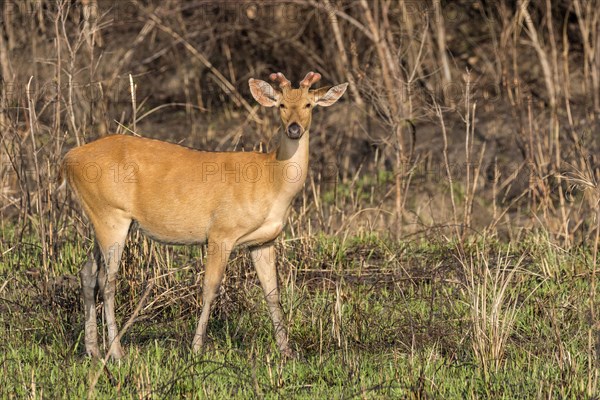 Eastern swamp deer