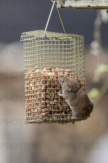 Bank Vole