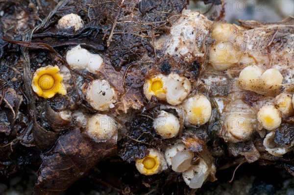 Fruiting bodies of shooting star