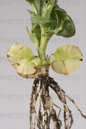 Young broad bean plant