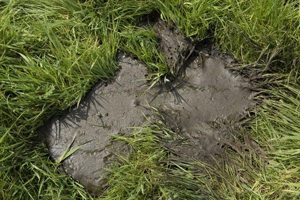 A fresh runny cow pat from a cow grazing on young spring grass