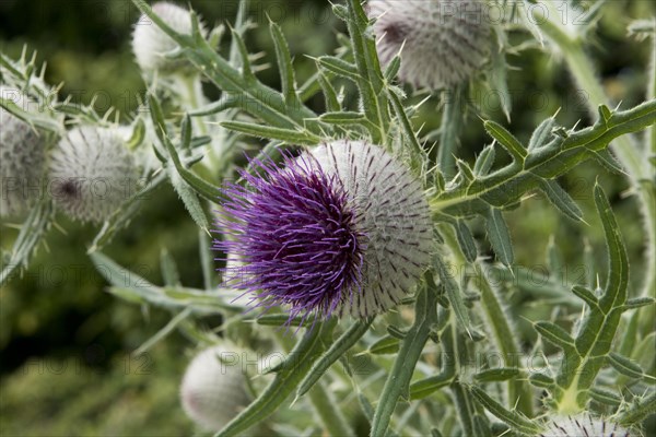 Flowers of large woolly thistle